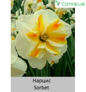 Нарцисс Sorbet