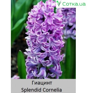 Splendid Cornelia