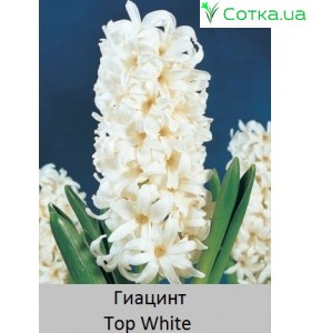 Top White