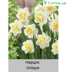Нарцисс Unique