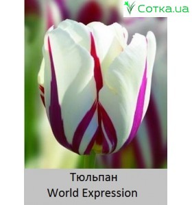 World Expression