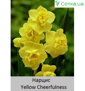 Нарцисс Yellow Cheerfulness
