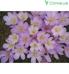  Пізньоцвіт (Colchicum) byzantinum