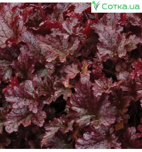 Гейхера (Heuchera)	Berry Marmelade®
