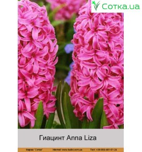 Гиацинт Anna Liza