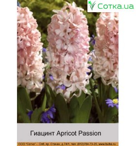 Гиацинт Apricot Passionм