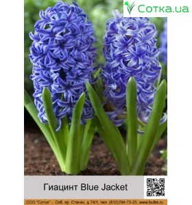 Гиацинт Blue Jacket