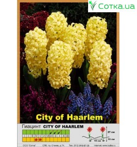 Гіацинт City of Harlem
