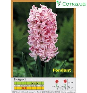 Гиацинт Fondant