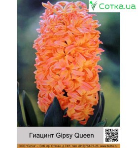 Гіацинт Gipsy Queen