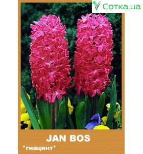 Гиацинт Jan Bos