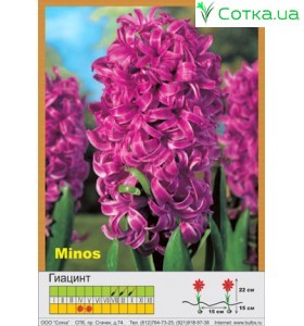 Гиацинт Minos