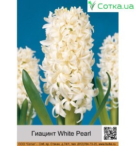 Гиацинт White Pearl