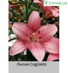 Азиатский гибрид Cogoleto