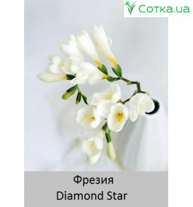 Diamond Star