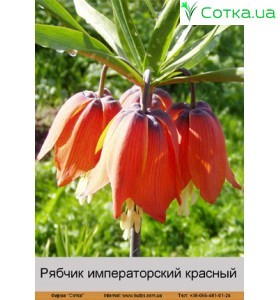 КРАСНЫЙ