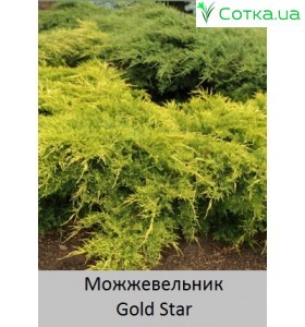 можжевельник пфитцера Gold Star