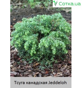 Jeddeloh