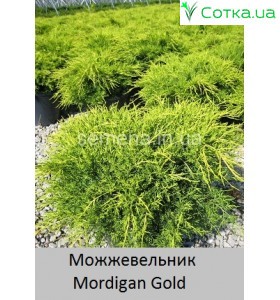 можжевельник пфитцера Mordigan Gold