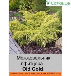 можжевельник пфитцера Old Gold
