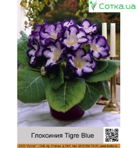 Глоксиния Tigre Blue