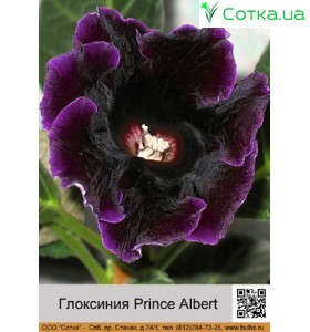Глоксиния Prince Albert