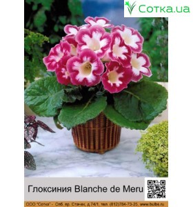 Глоксиния Blanche de Meru