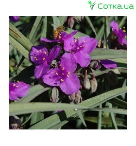 Традесканция (Tradescantia) 	Purple Dome