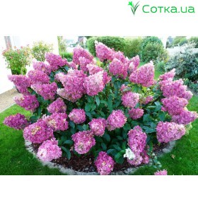 Гортензия метельчатая Sunday fraise 2 года