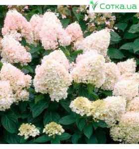 Гортензия метельчатая Magical sweet summer  2 года