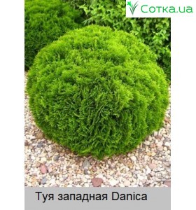 Туя западная Danica