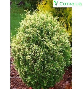 Туя западная  Gold Pearl