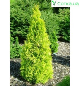 Туя западная Golden Smaragd