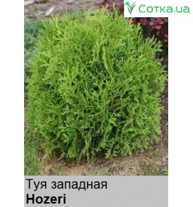 Туя западная Hozeri