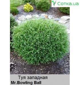 Туя западная Mr. Bowling Ball