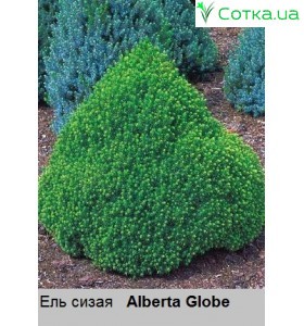 Ель  сизая Alberta Globe