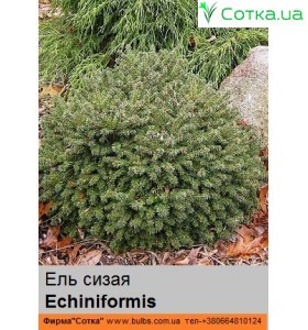 Ель  сизая Echiniformis