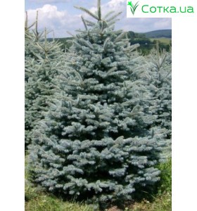 Ель колючая Glauca