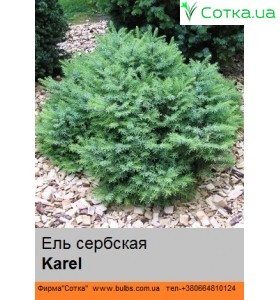 Ялина сербська Karel