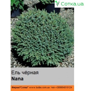 Ялина чорна Nana