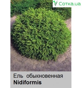 Ялина звичайна Nidiformis