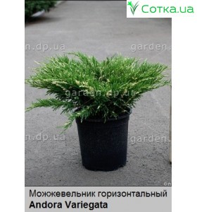 Можжевельник горизонтальный Andora Variegata