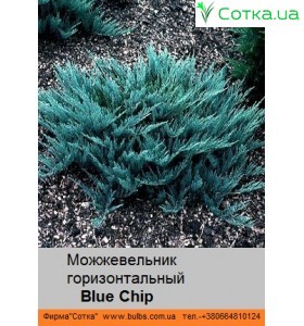 Можжевельник горизонтальный Blue Chip