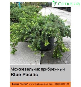 Можжевельник прибрежный  Blue Pacific 