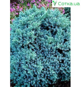 Ялівець; лускатий Blue Star