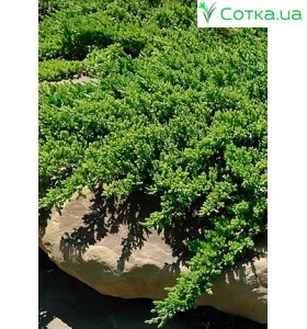 Ялівець лежачий Bonin Islands