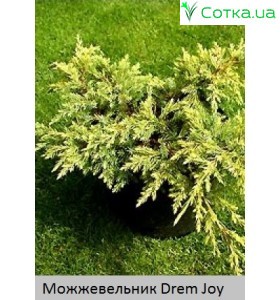 Ялівець лускатий  Drem Joy