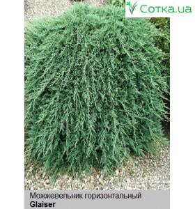 Можжевельник горизонтальный Glaiser