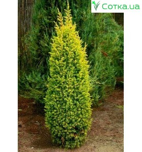  Ялівець звичайний Gold Cone
