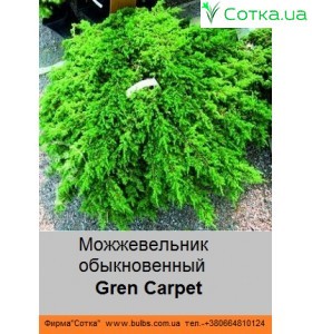 Ялівець звичайний Green Carpet
